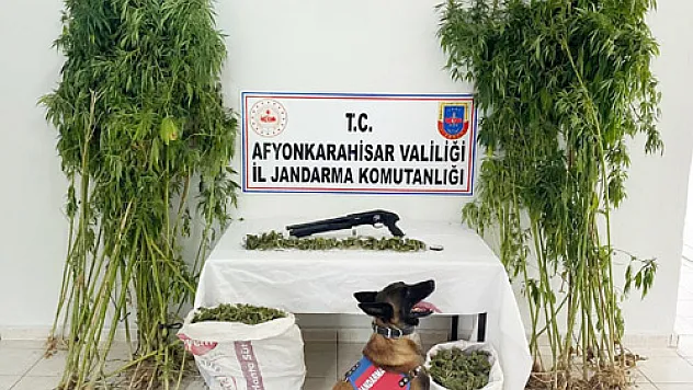 Bahçesini kenevir tarlasına çevirmiş