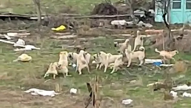 Başıboş Sokak Köpekleri Korku Saçıyor