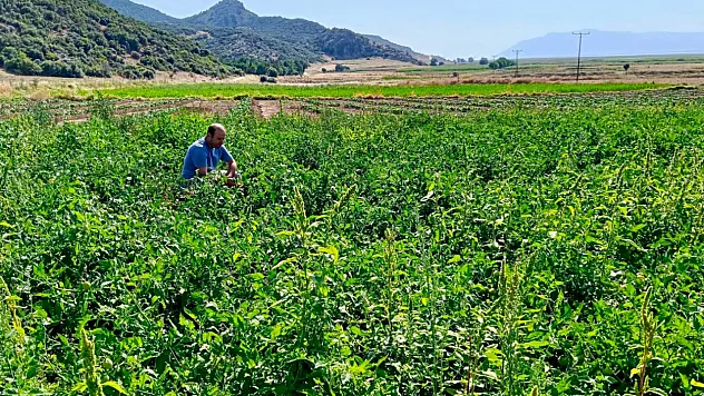 Başmakçı'da Sebze Üretim Alanında Zararlı Kontrolleri Yapıldı