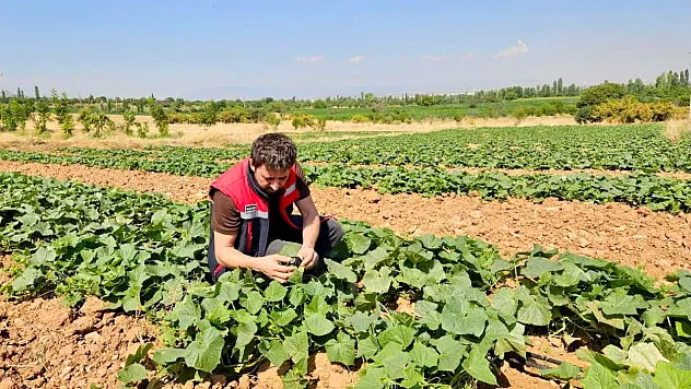 Başmakçı ve Sultandağı'nda Sebze Üretim Alanları Kontrol Ediliyor