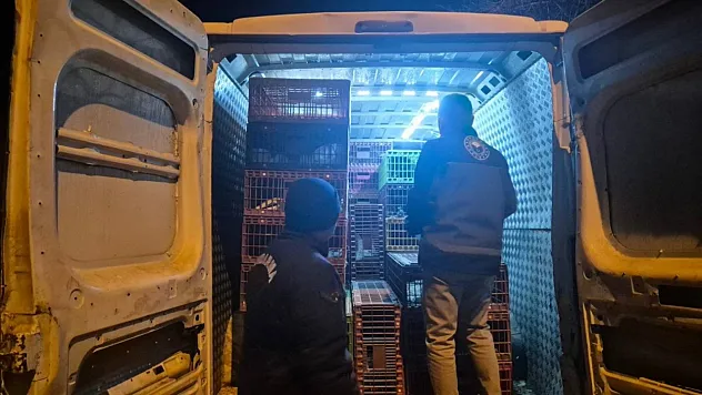 Belgesiz Hayvan Sevkine 52 Bin 720 TL Ceza