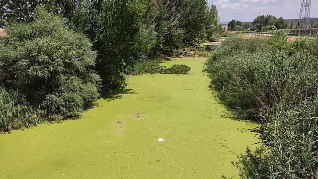 Beylikova'dan geçen Porsuk Çayı yosun tuttu