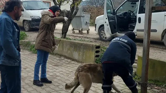 Bilecik'te Evcil Hayvanlar Kayıt Altına Alınıyor