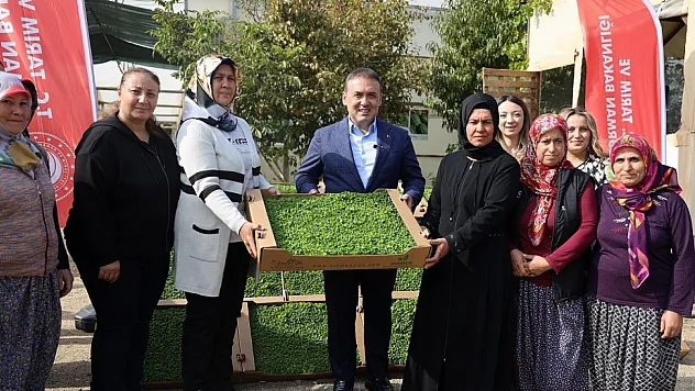 Bilecik'te Tarıma Can Suyu: 926 Bin Marul Fidesi Toprakla Buluştu