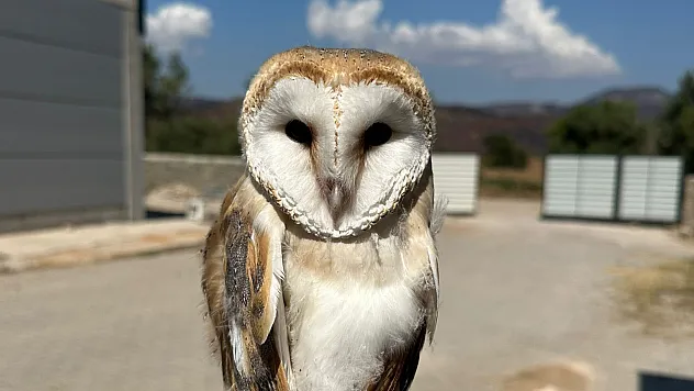 Bilecik'te Yaralı Halde Bulunan Peçeli Baykuş Tedavisinin Ardından Doğaya Bırakıldı