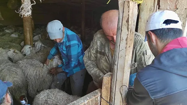 Bolvadin'de Küçükbaşlar Küpelendi, Aşılandı
