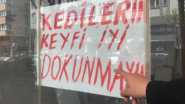 Boş Dükkanda Bulunan Kediler İlginç Bir Tartışmaya Yol Açtı