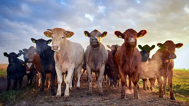 Bu Şartı Taşımayan Başvuramayacak. Afyonkarahisar'da Besilik Hayvan İthalatı Başvuruları Başlıyor