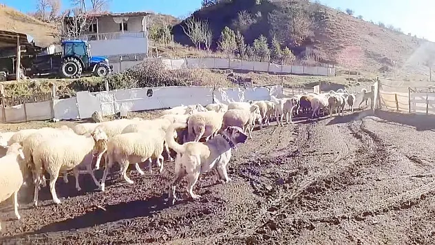 Bu sürünün çobanı sadece köpekler