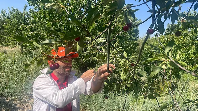 Bu Yıl Vişne ve Kiraz Yok