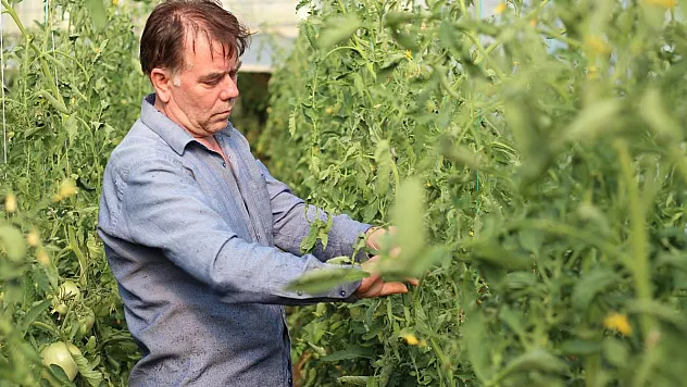 Bu yılın hedefi 1,8 kilogramlık domates