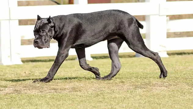 Cane Corso Nasıl Bir Irktır?