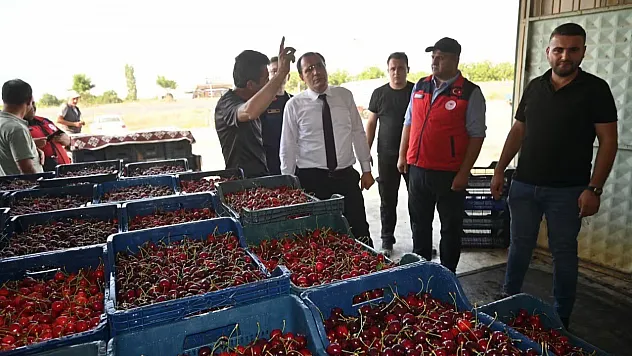 Çay'da Kiraz Hasadı Başladı