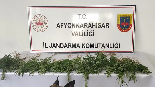Çiftlik Evine Kenevir Baskını