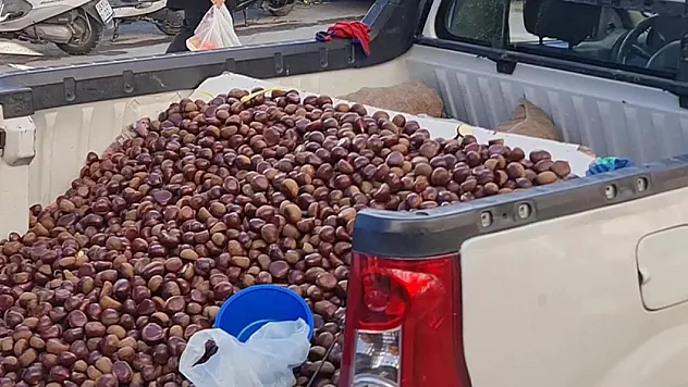Çin Kestanesi Nedir? Nasıl Anlaşılır?