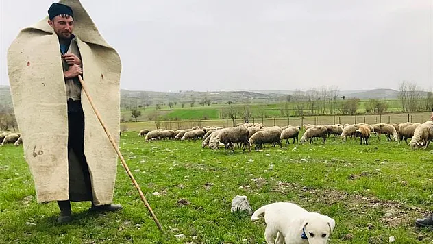 Çoban Olmak İsteyenler İçin Kaçırılmayacak Kurs