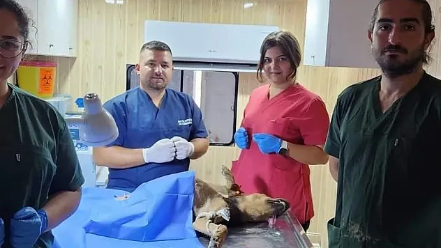 Dazkırı'da sokak hayvanlarına yönelik başlatılan rehabilitasyon çalışmaları sürüyor