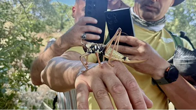 Dev Çekirgeler Her Yerde