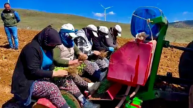 Dinar'da Kullanılmayan Arazilere Kekik Ekildi