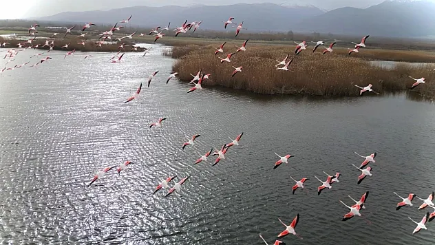 Eber Gölü'nde Flamingo Şöleni