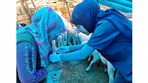 Emet'te Küçükbaş Hayvan Sağlığı Çalışmaları