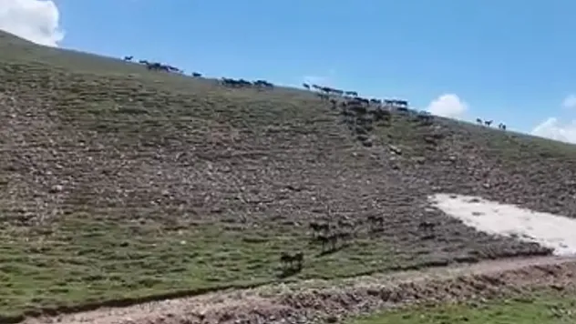 Emirdağ Yaylalarında Nefes Kesen Yılkı Atı Manzarası