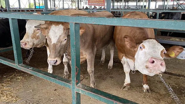 Eskişehir Hayvan Pazarı'nın 750 kiloluk düveleri