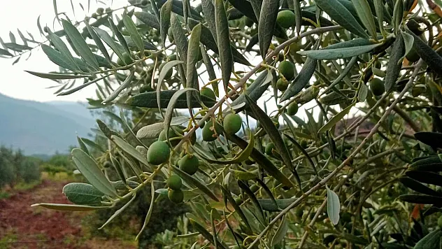 Eskişehirli çiftçiler zeytinde 5 ton rekolte bekliyor