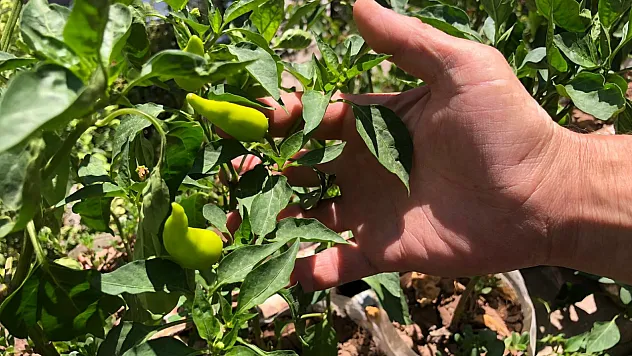 Eskişehirli Esnaf İş Yerinin Balkonunu Bahçeye Çevirdi