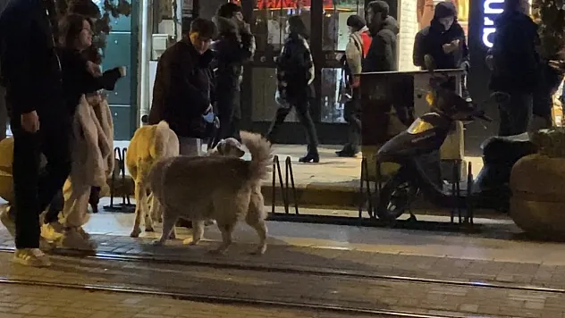 Evcil Hayvanıyla Yürürken Sokak Köpeklerinin Arasında Kaldı