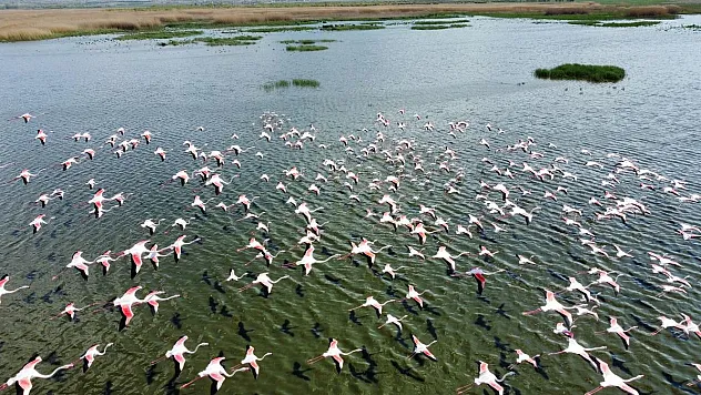 Flamingolar göç yolundayken Afyon’da görüntülendi