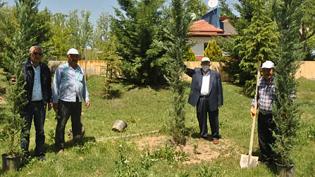 Gecek'te ağaçlandırma 'ORMANLAŞMA'ya gidiyor