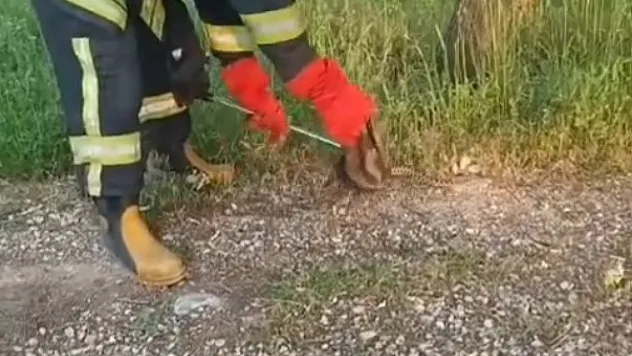 Gediz'de Yılan Ve Kene Alarmı