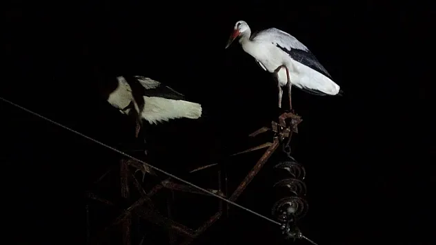 Göç yolunda mola veren onlarca leylek telef oldu
