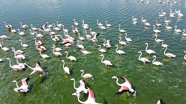 Gölde Görüntülenen Flamingolar Görsel Şölen Oluşturdu