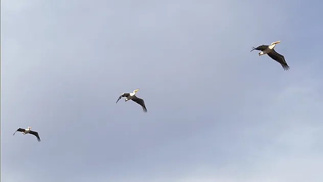 Güneye Uçan Pelikan Sürüsü Şaşırttı