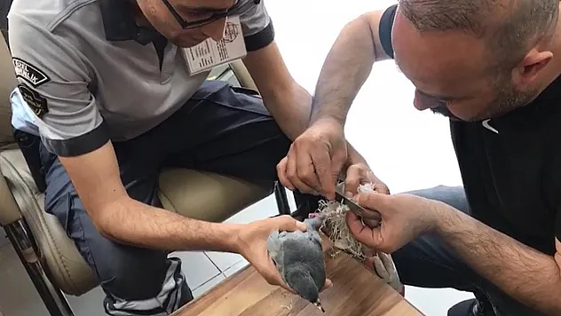Güvercini tırnak makası kurtardı