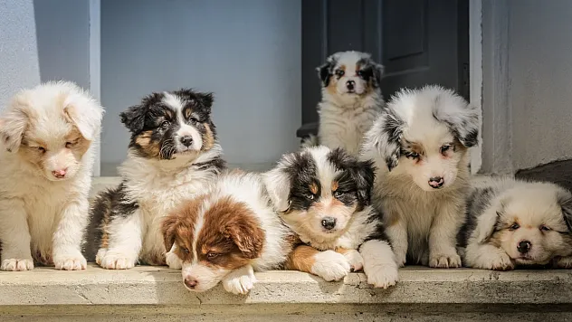Hangi Köpek Koku Yapmaz?