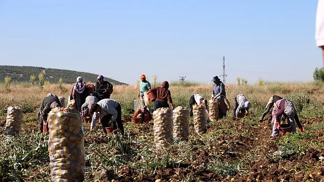 Hasadı Başlayan Patates Fiyatıyla Üreticilerin Yüzünü Güldürdü