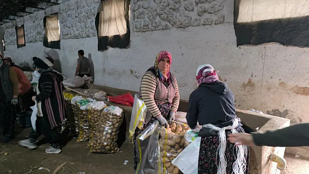 Hasadı Biten Patateste Depolama Süreci Başladı