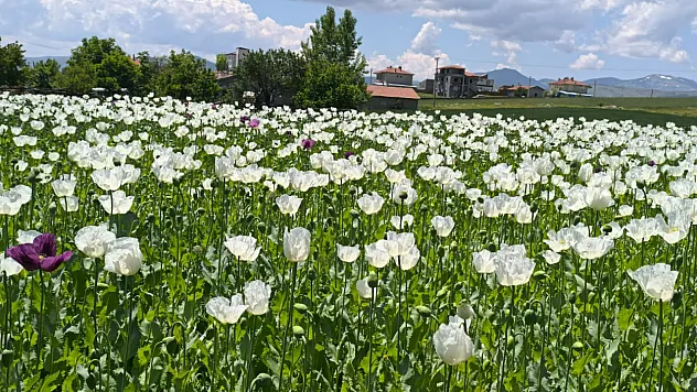 Haşhaş Tarlaları İlgi Odağı Oldu