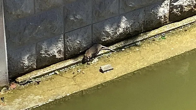Havalar Isınınca Fareler Porsuk Çayı'na Geri Döndü