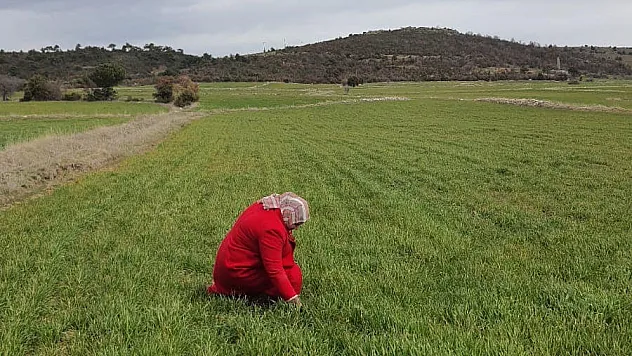 Hibe dağıtılan tohumların kontrolü yapıldı
