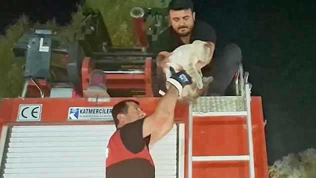 Hisarcık'ta Ağaçta Mahsur Kalan Kedi İtfaiye Ekipleri Tarafından Kurtarıldı