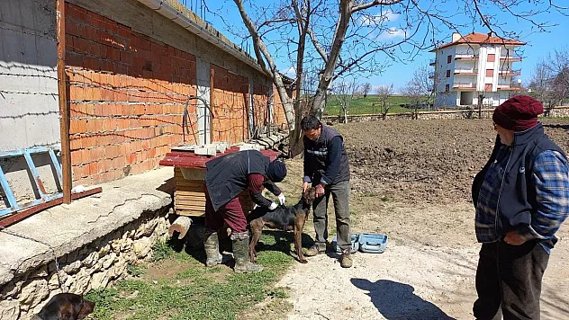 Hocalar'da hayvan hastalıklarıyla mücadele devam ediyor