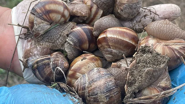 İhracatta Yeni Kalem... Sultandağı Salyangozu...