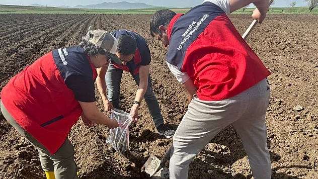 İhsaniye'de Patates Üretim Alanlarından Numune Alındı