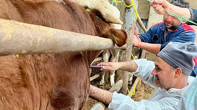 İhsaniye'de Şap Çalışması İçin Hayvanlardan Kan Alındı