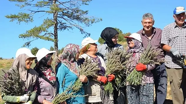 İmece usulü ile ekilen lavantaların hasadı yapıldı