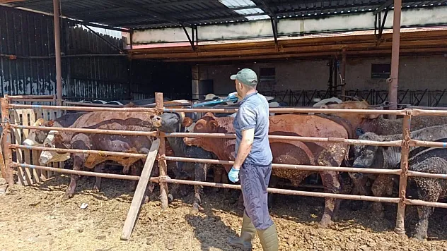 İthal Besi Hayvanlara Yönelik Denetim Yapıldı